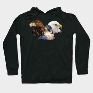 Peregrine Falcon and Eagles Hoodie